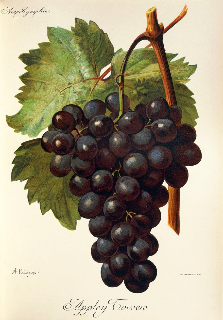 Appley Towers Grape by Alexis Kreyder