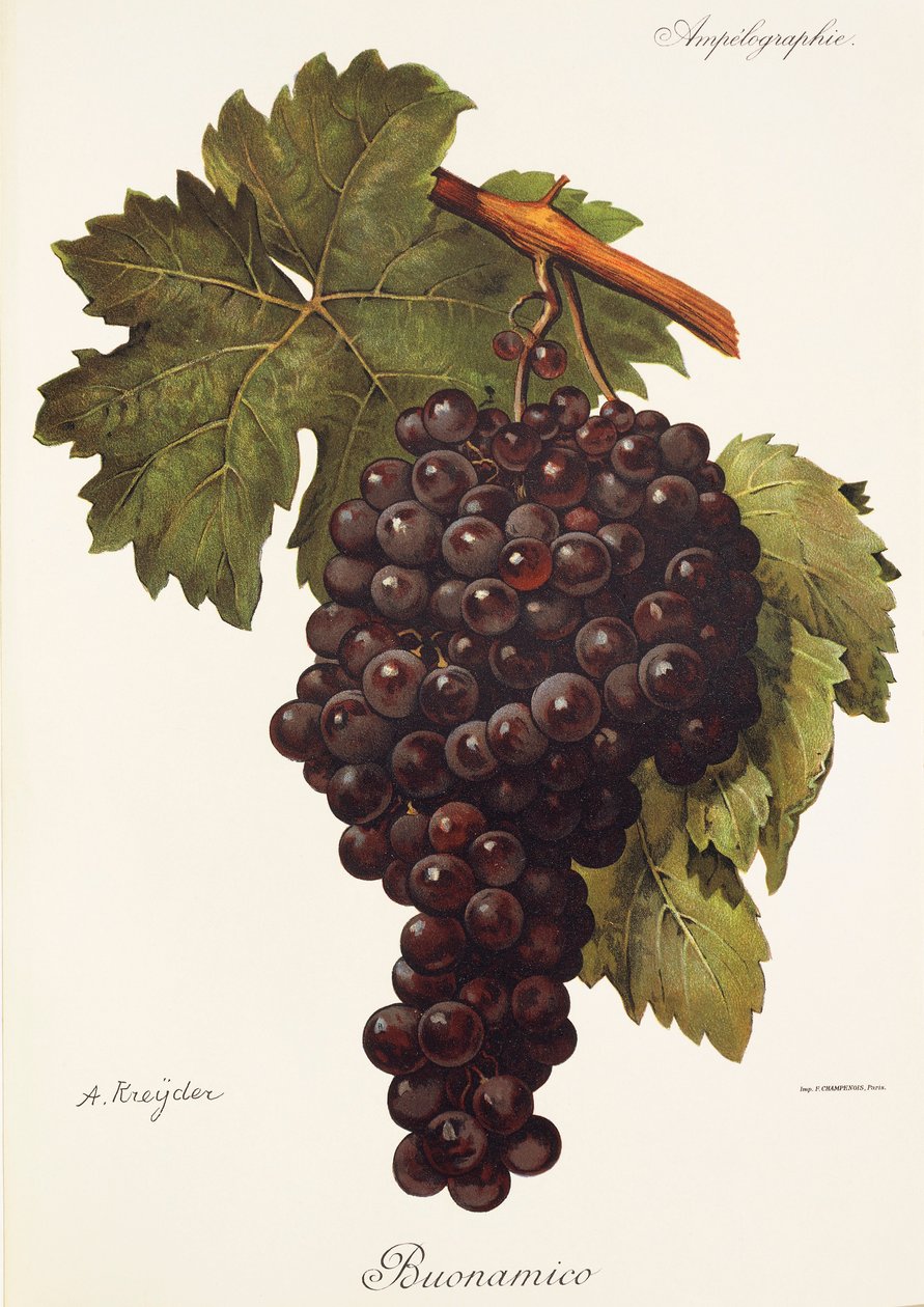Buonamico grape by Alexis Kreyder