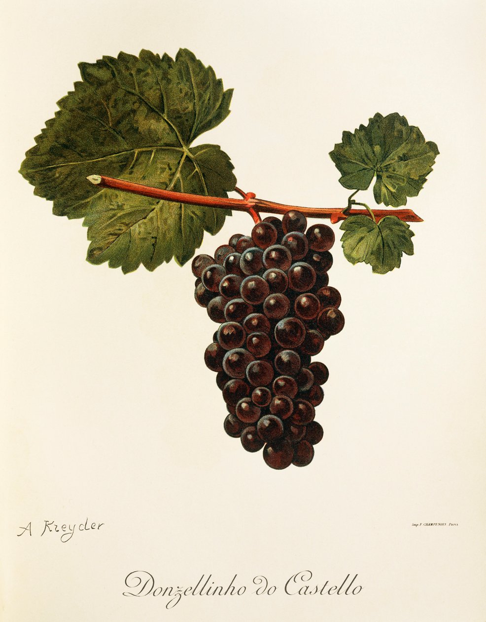 Donzellinho do Castello grape by Alexis Kreyder