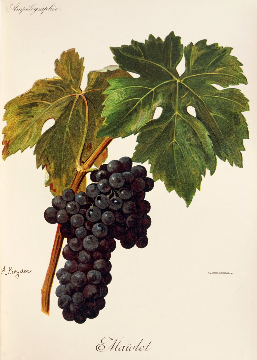 Maiolet grape by Alexis Kreyder