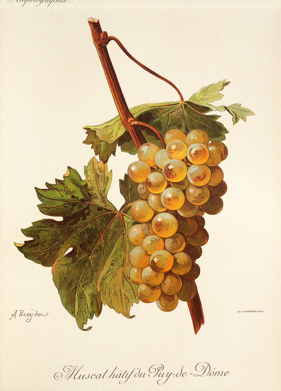 Muscat Hatif du Puy-de-Dome grape by Alexis Kreyder