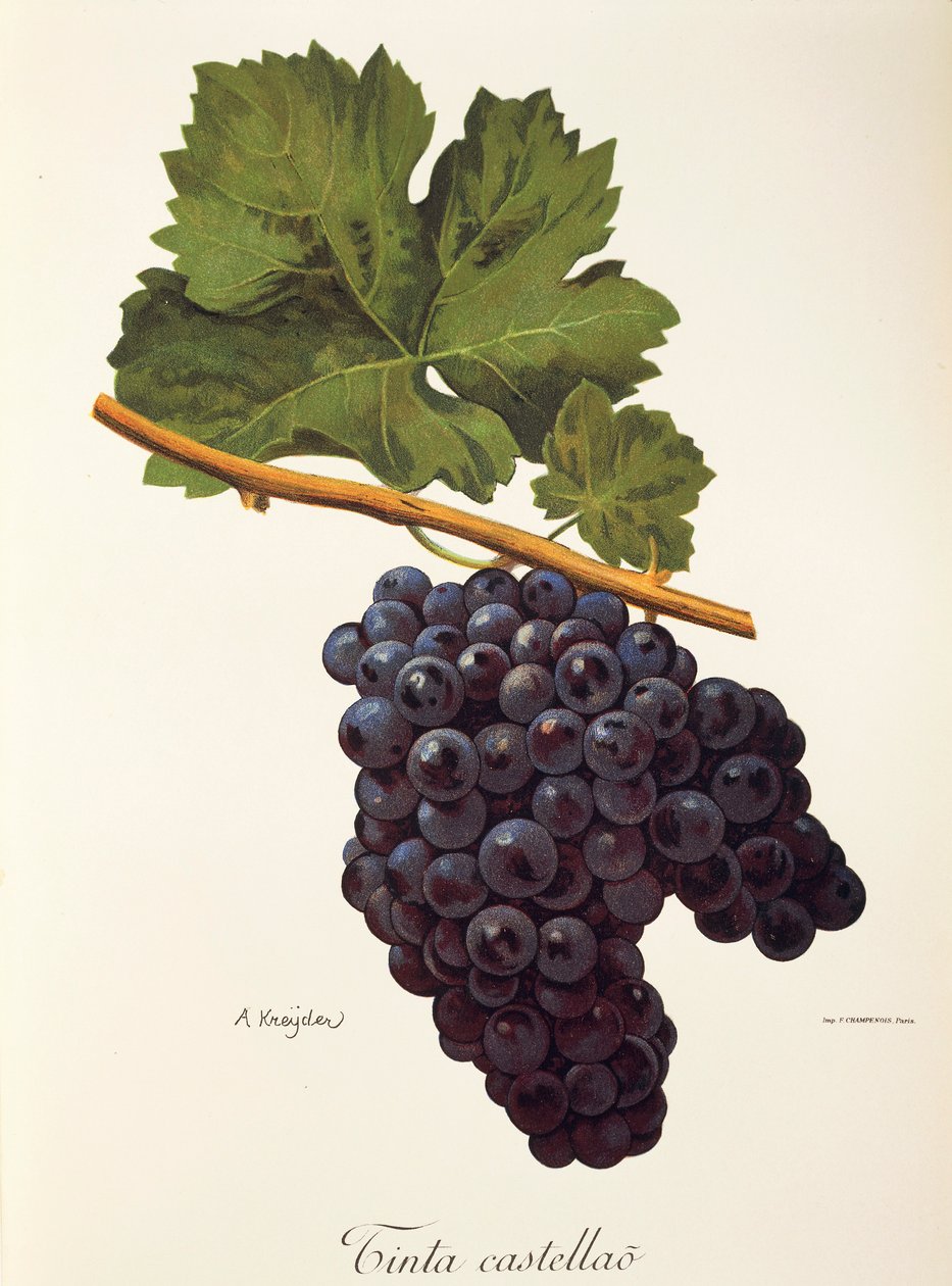 Tinta Castellao grape by Alexis Kreyder