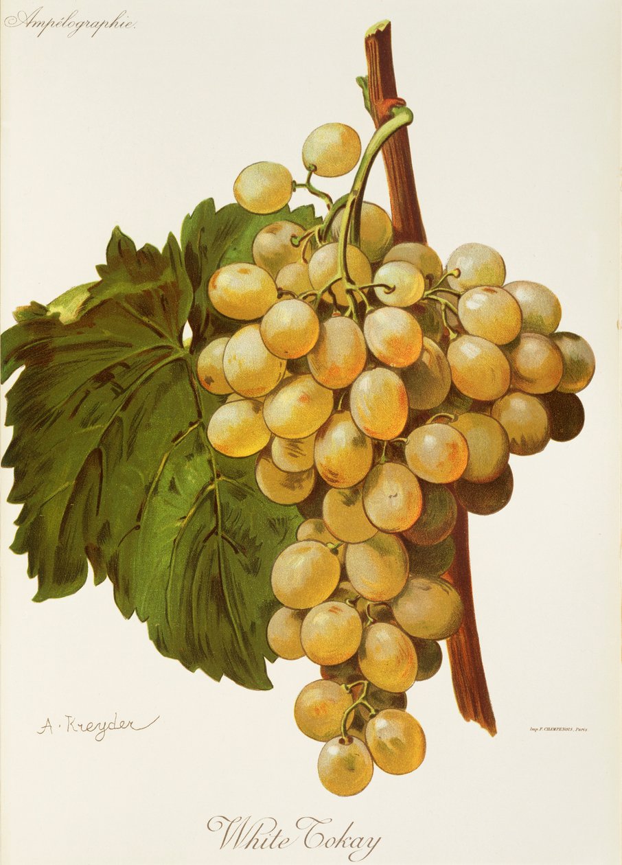 White Tokay Grape by Alexis Kreyder