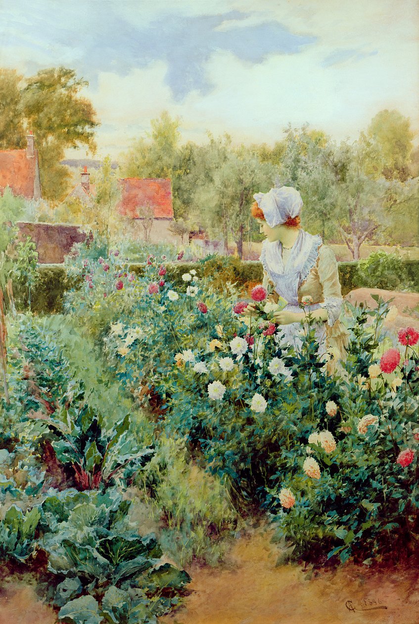 Dahlias by Alfred, Jr. Glendening