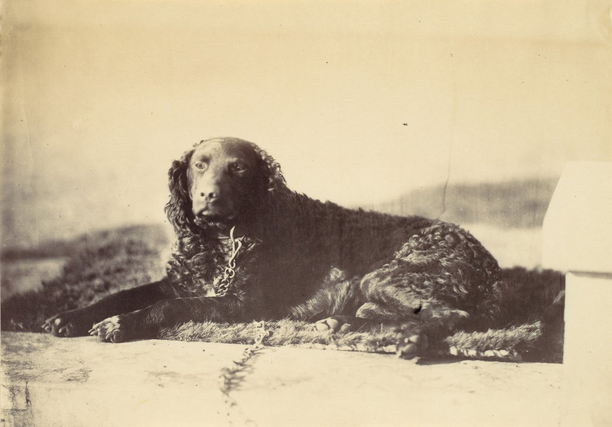 Peter by Alfred Capel-Cure