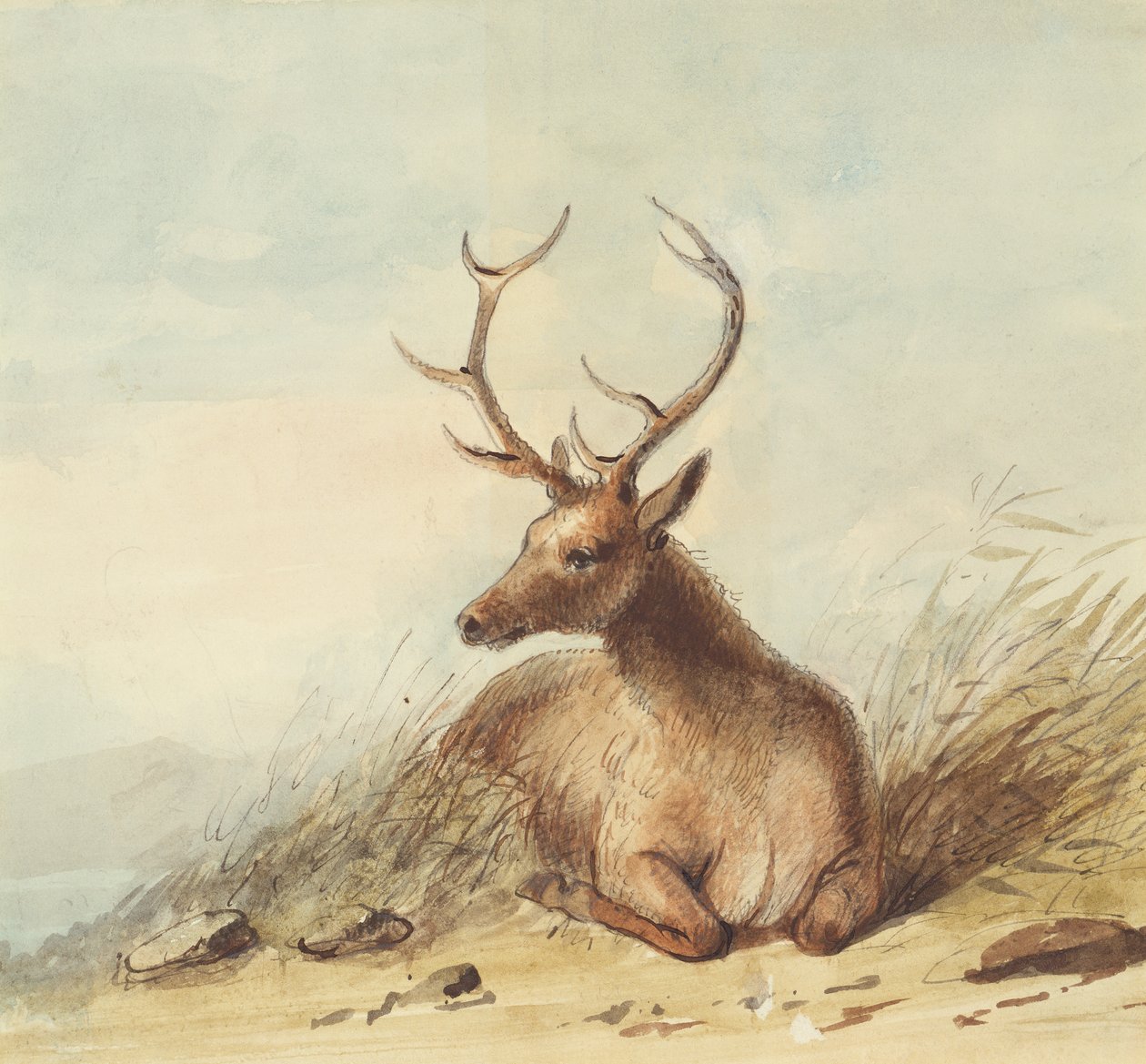 Elk, Rocky Mountains, c.1837 by Alfred Jacob Miller