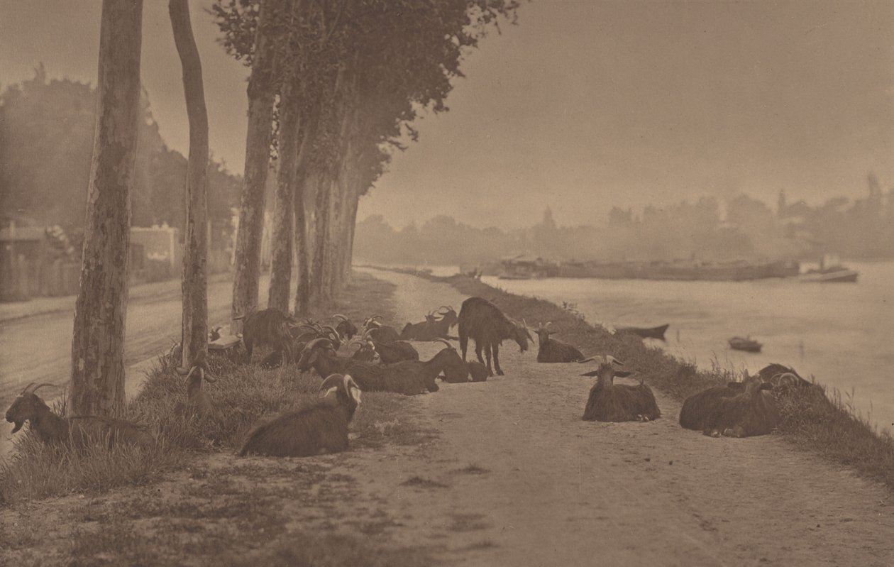 A Decorative Panel by Alfred Stieglitz