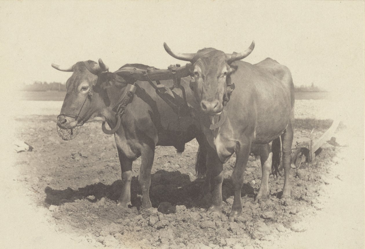 An Idyll by Alfred Stieglitz