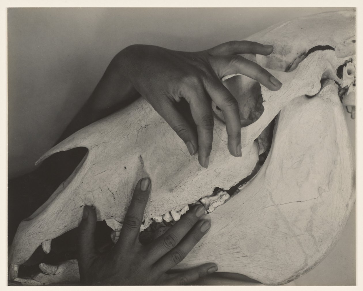 Hands and Horse Skull by Alfred Stieglitz