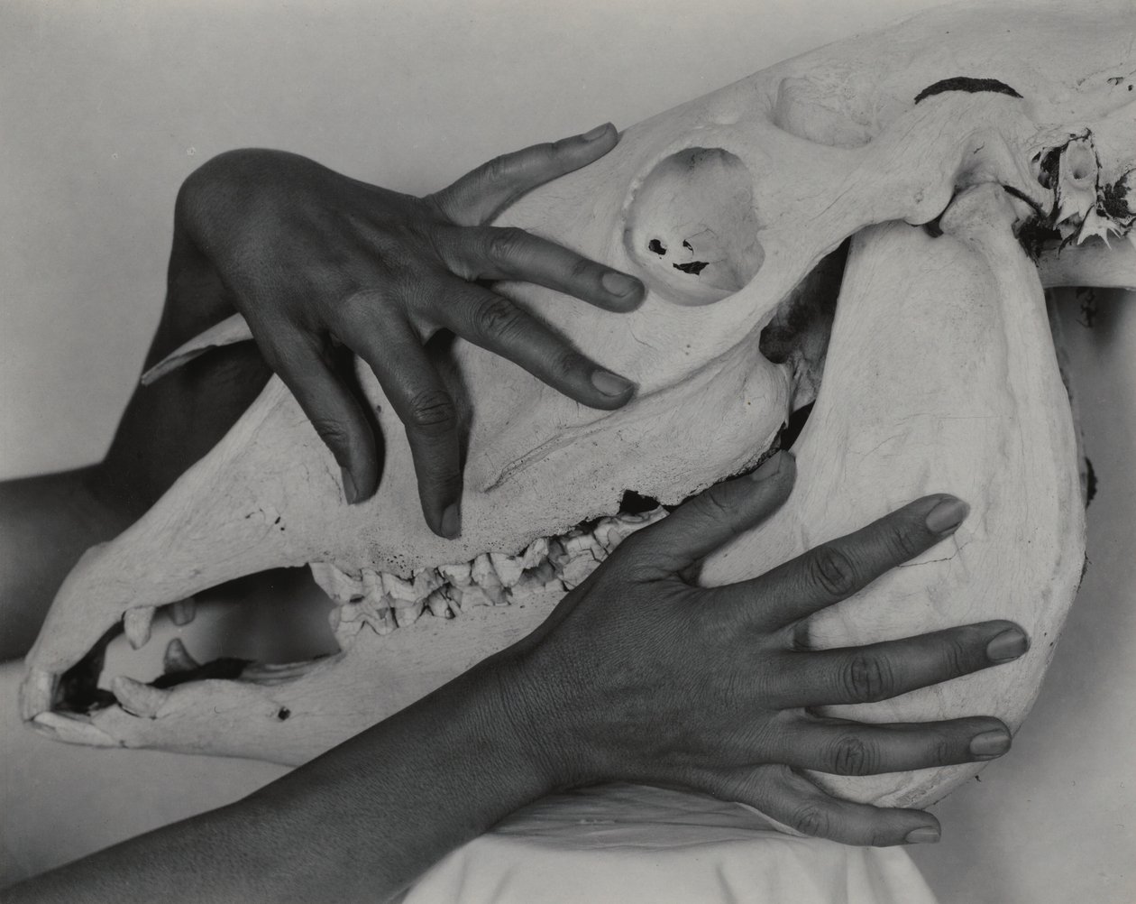 Hands and Horse Skull by Alfred Stieglitz