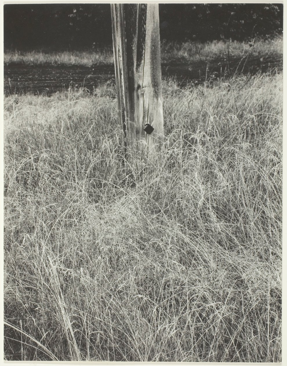 Grass and Flagpole, 1933 by Alfred Stieglitz