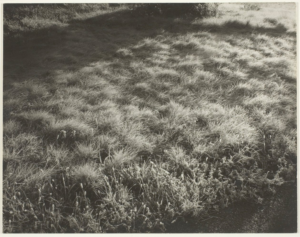 Grass and Frost by Alfred Stieglitz