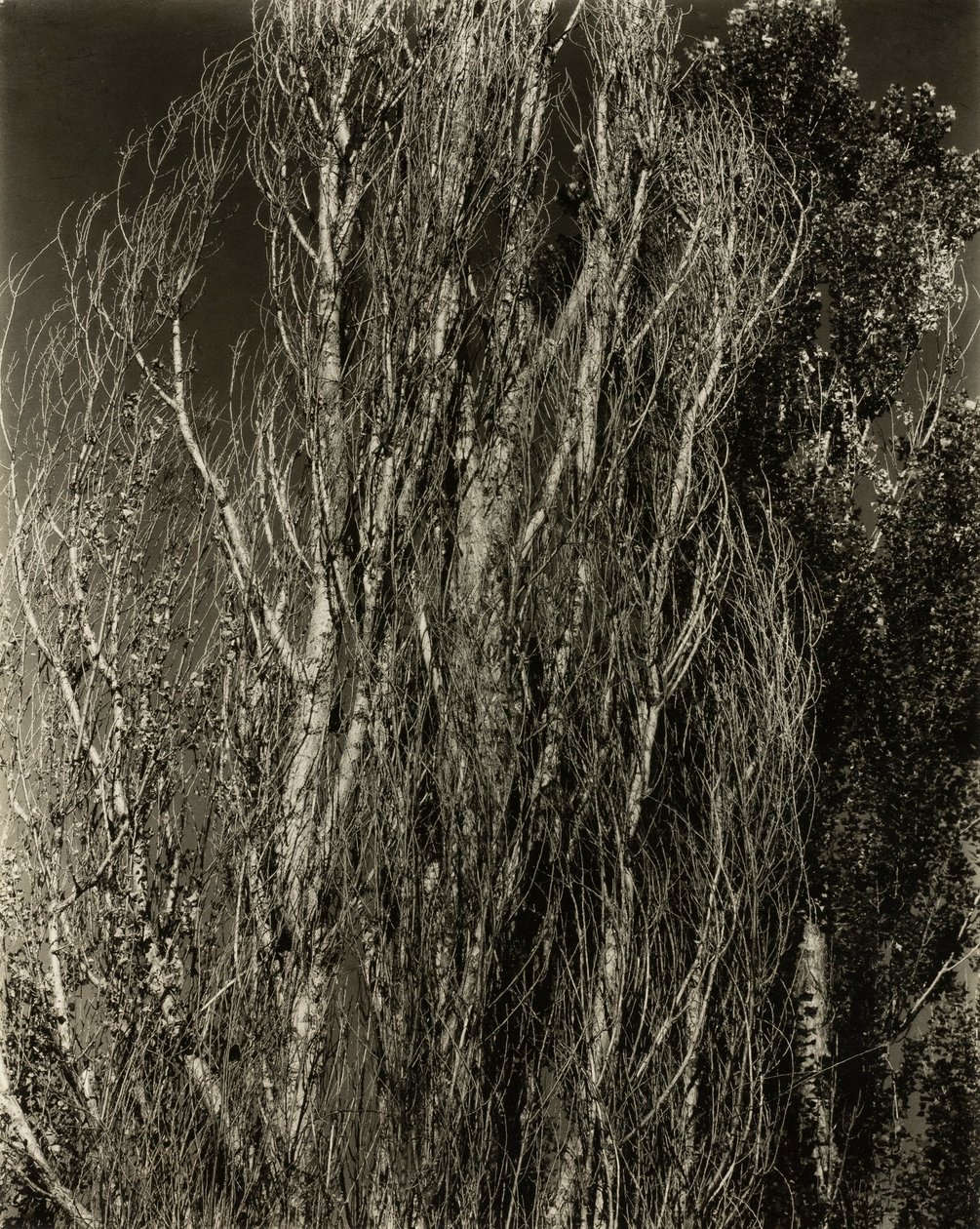 Poplars—Lake George by Alfred Stieglitz