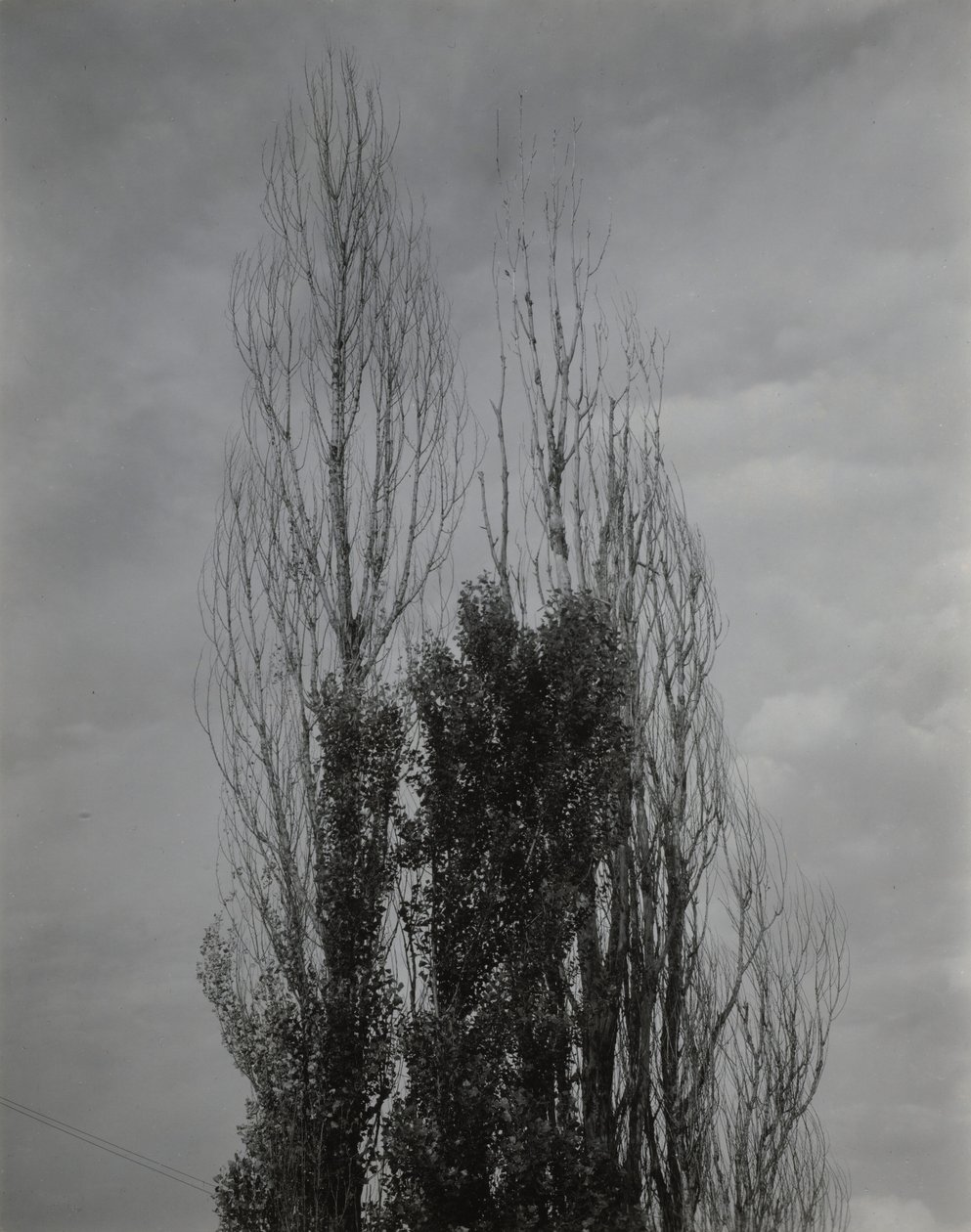 Poplars—Lake George by Alfred Stieglitz