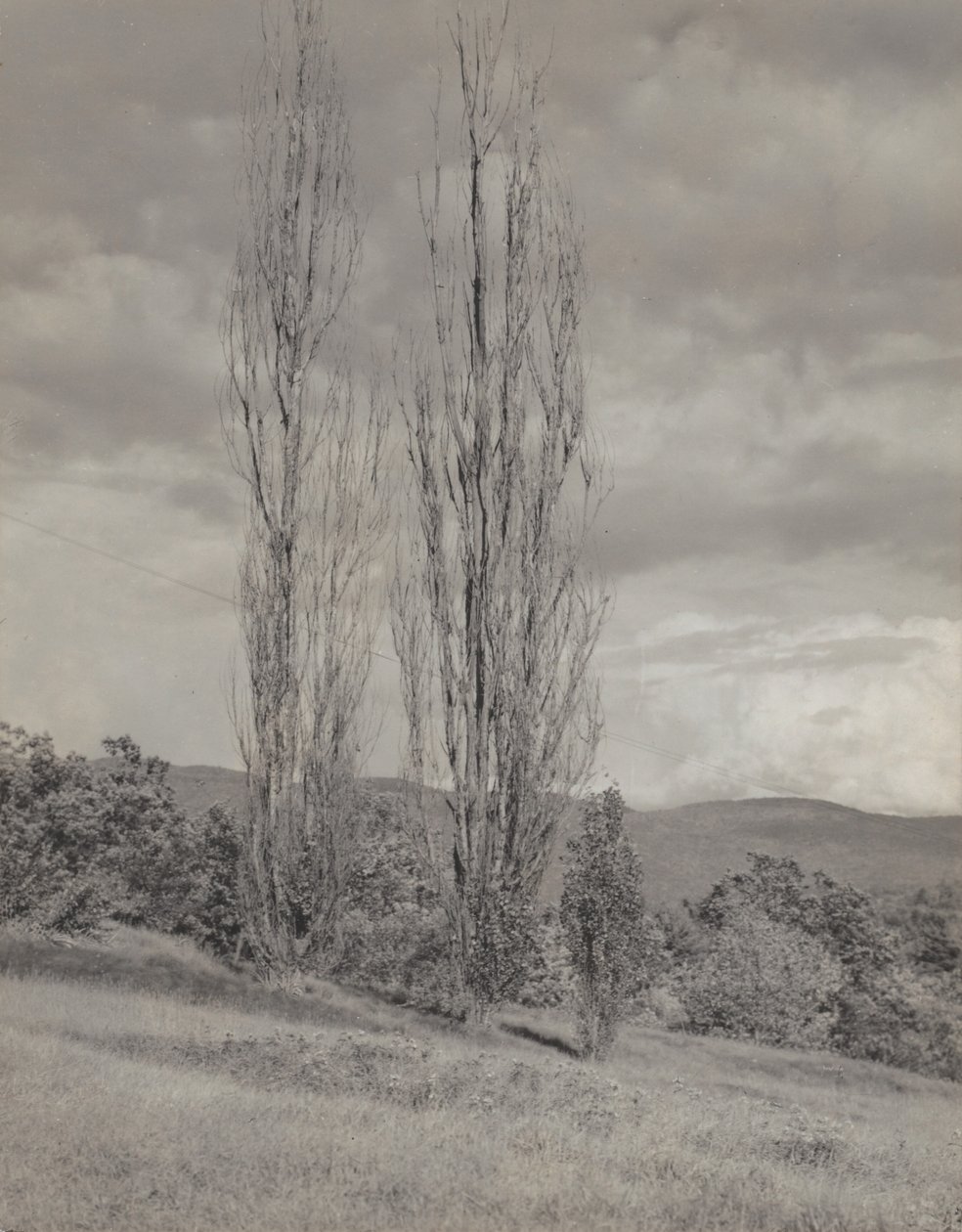 Poplars—Lake George by Alfred Stieglitz