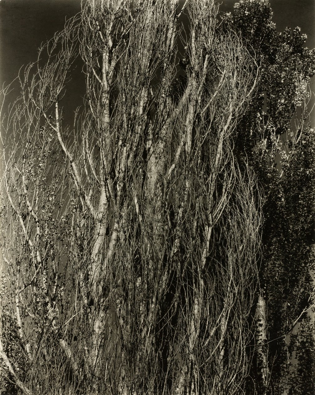 Poplars—Lake George, 1932 by Alfred Stieglitz