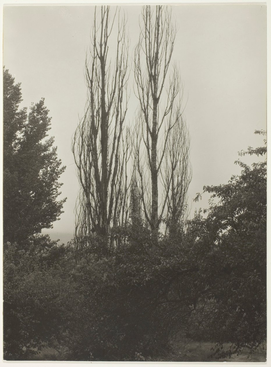 Poplars - Lake George by Alfred Stieglitz