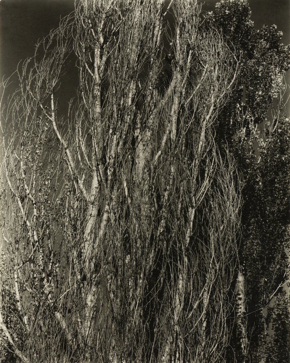 Poplars - Lake George by Alfred Stieglitz