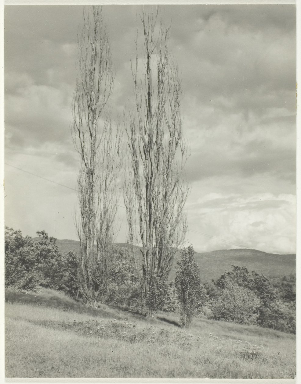 Poplars Lake George by Alfred Stieglitz