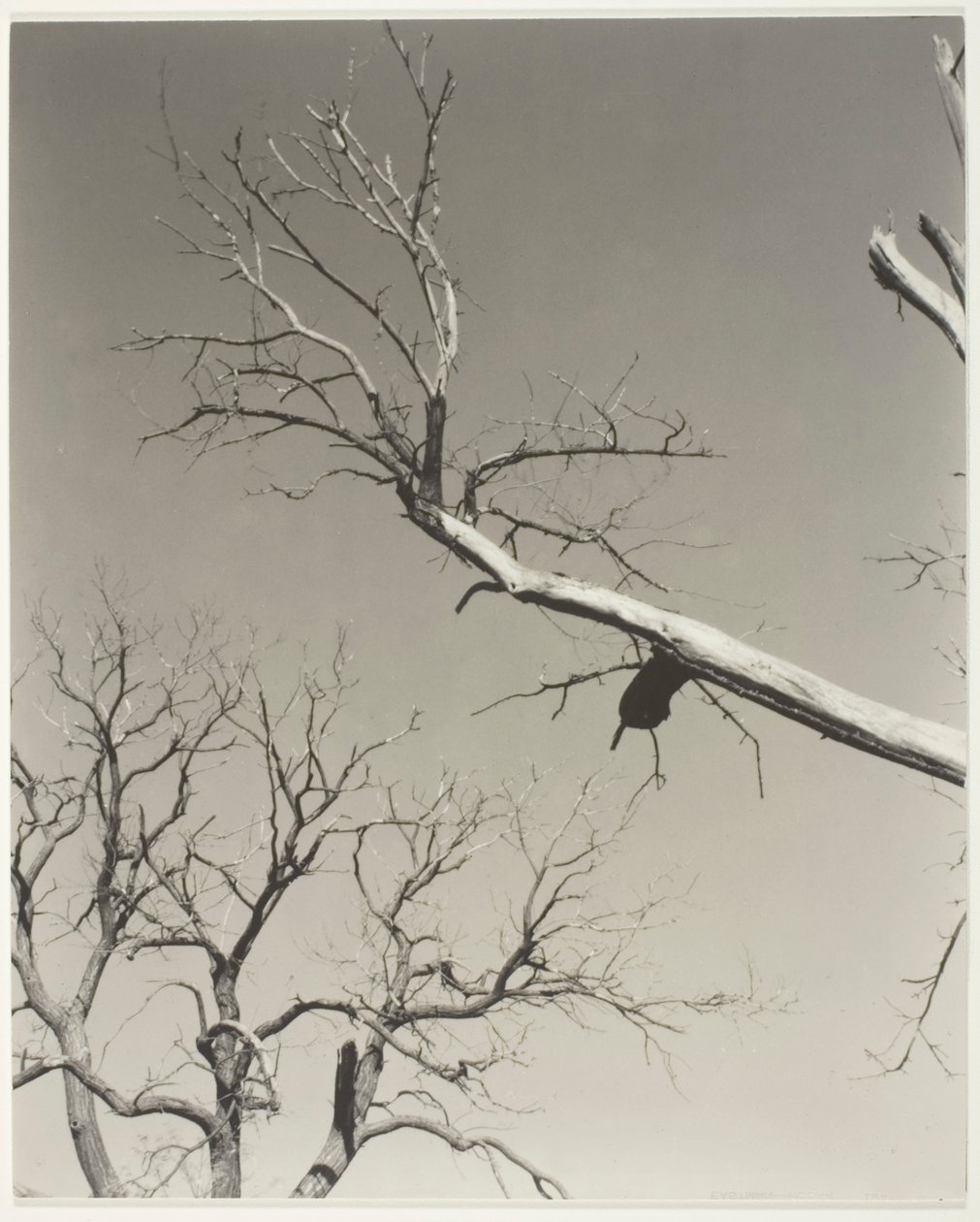 The Dying Chestnut Tree—My Teacher by Alfred Stieglitz