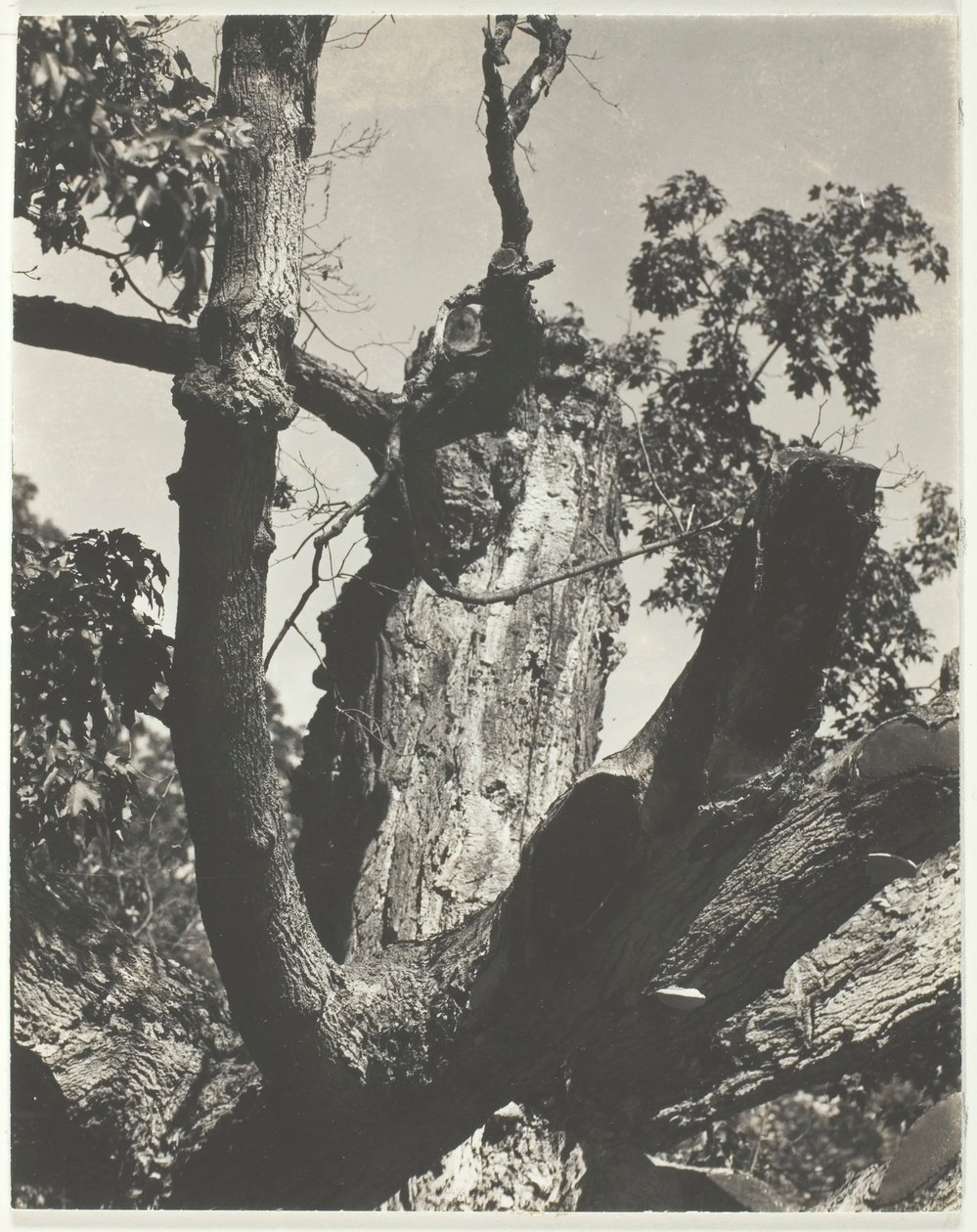 The Old Maple - Lake George, 1926 by Alfred Stieglitz