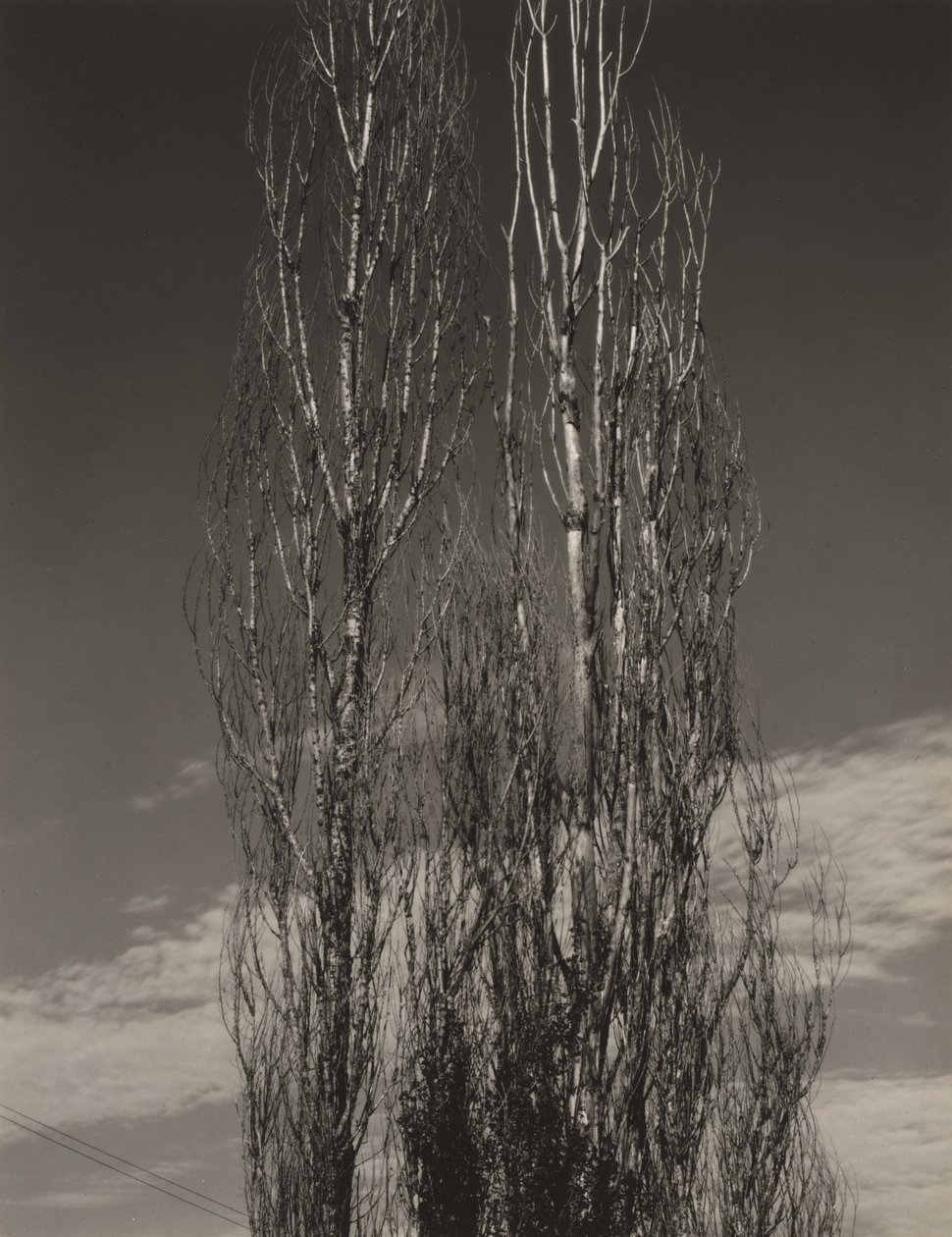 The Two Poplars, Lake George by Alfred Stieglitz