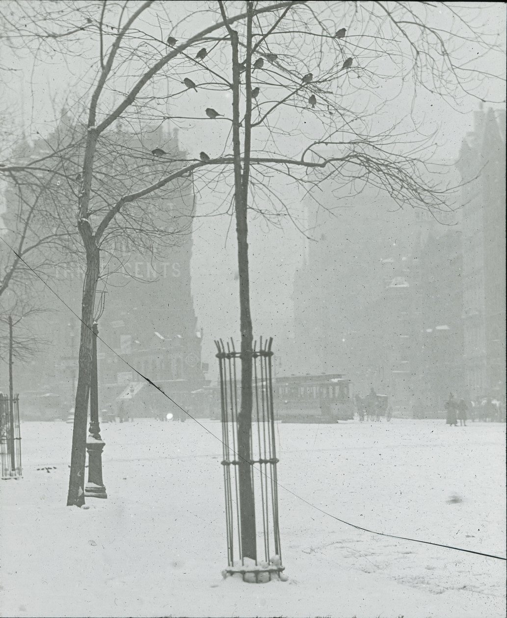 Tree in Snow, New York City, 1900-02 by Alfred Stieglitz