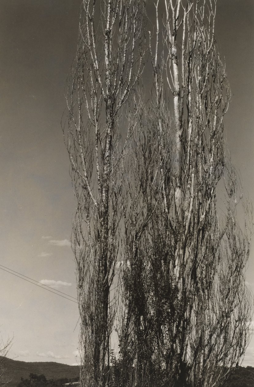 Two Poplars, Lake George by Alfred Stieglitz