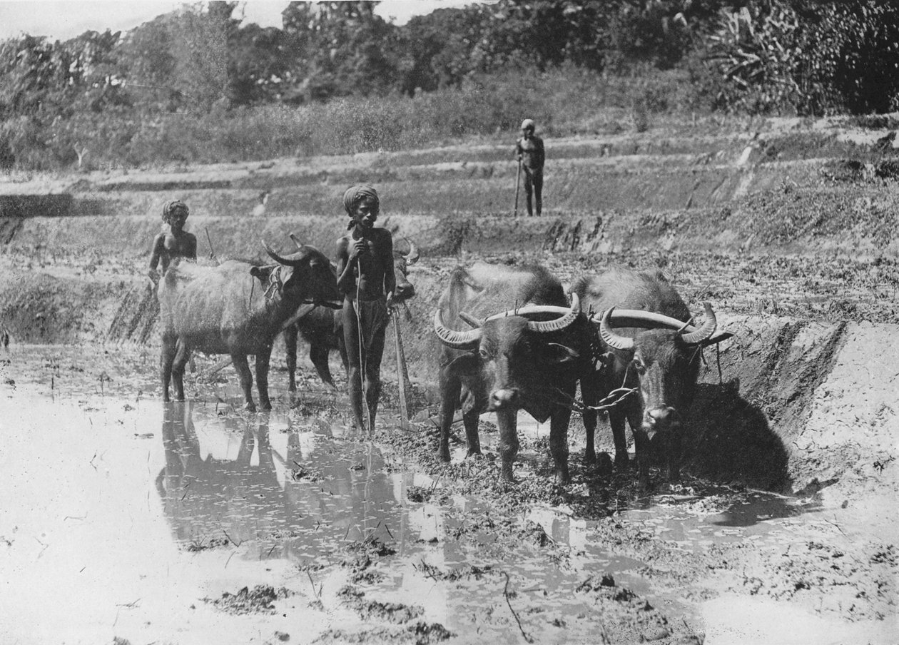 Buffaloes Ploughing Paddy Fields, 1910 by Alfred William Amandus Plate