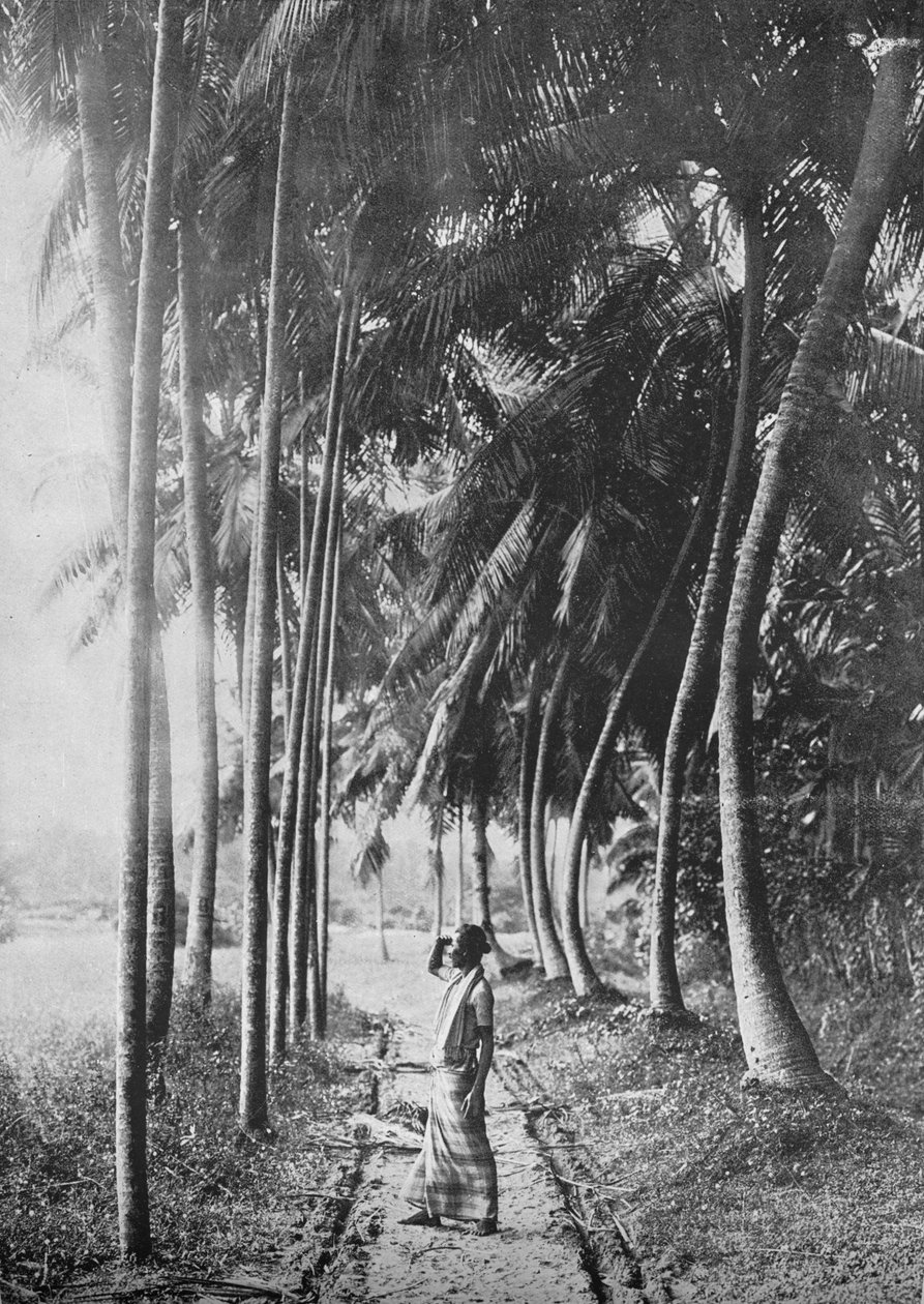 Dawn Through the Palms by Alfred William Amandus Plate