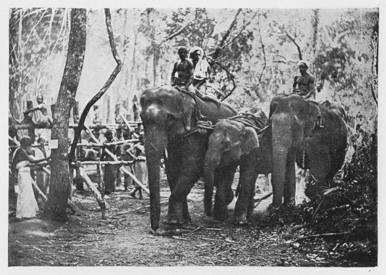 Elephant Kraaling in Ceylon - Free No Longer by Alfred William Amandus Plate