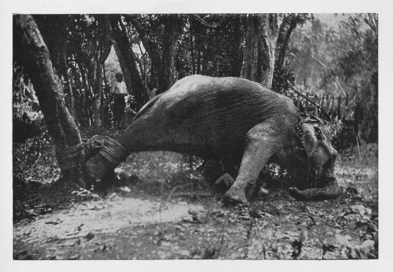 Elephant Kraaling in Ceylon - Noosed, c1890 by Alfred William Amandus Plate