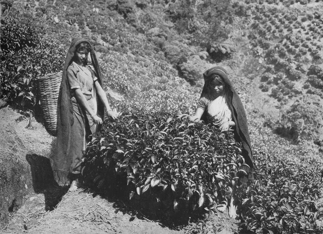 Pluckers on Tea Estate, Ceylon, 1890, 1910 by Alfred William Amandus Plate
