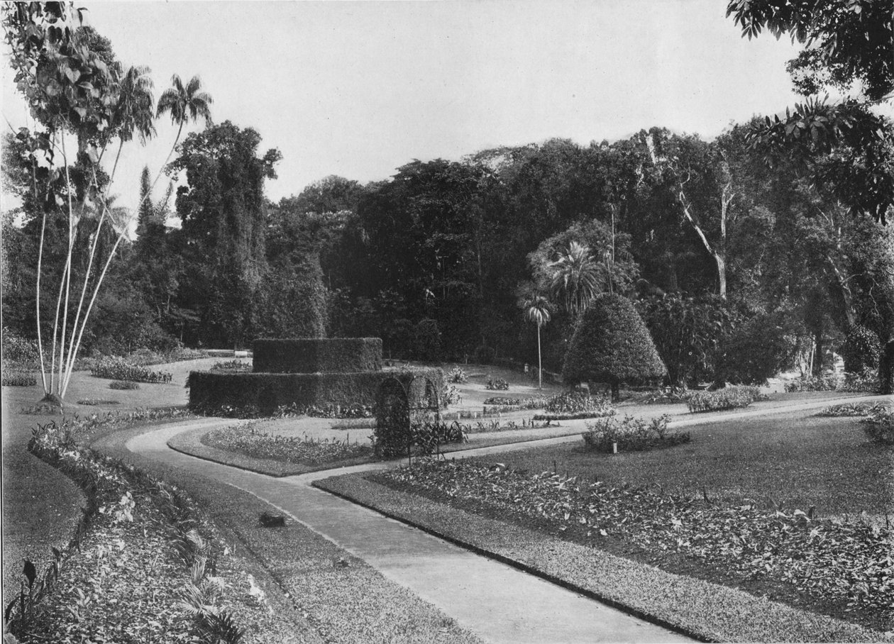 The Fernery, Peradeniya Gardens, Ceylon, c1890 1910 by Alfred William Amandus Plate