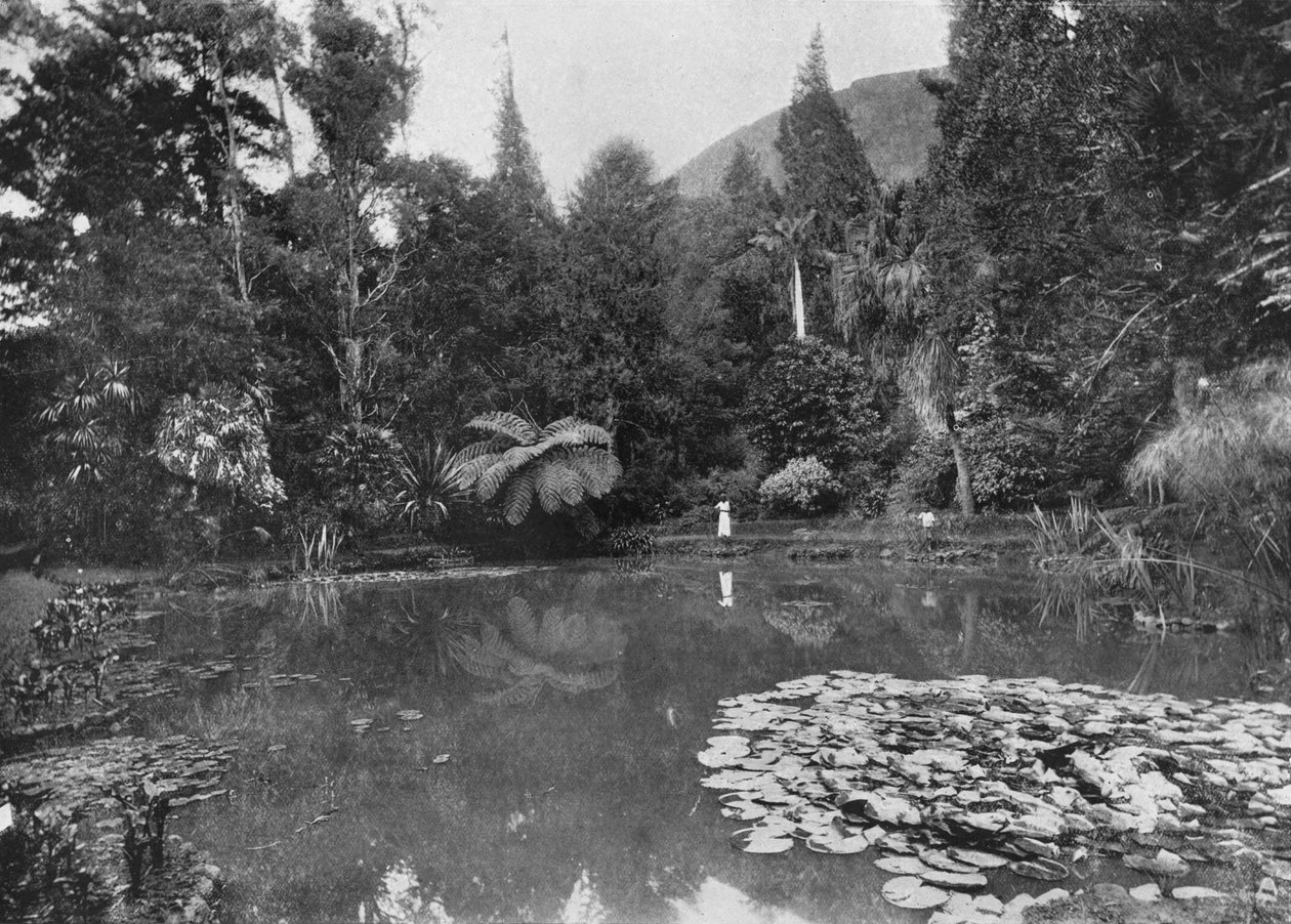 The Lotus Pond, Hakgalla Gardens, Nuwara Eliya, c1890 by Alfred William Amandus Plate