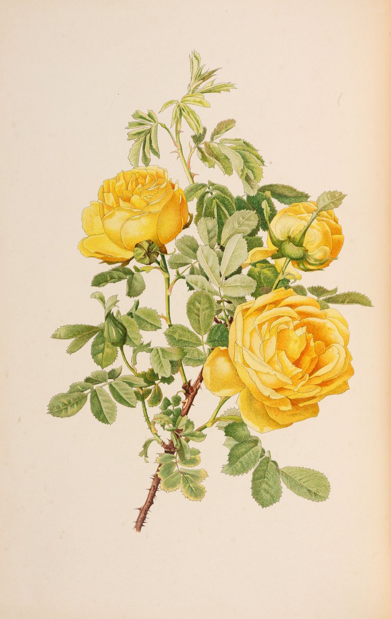 Illustration from The Genus Rosa by Ellen Willmott, 1914 by Alfred William Parsons