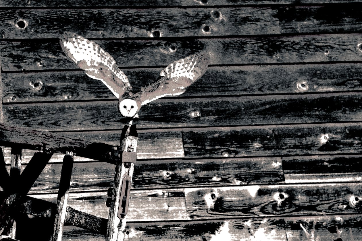 Airborne, from the series Barn Owl, 2018 by Alice Gur Arie