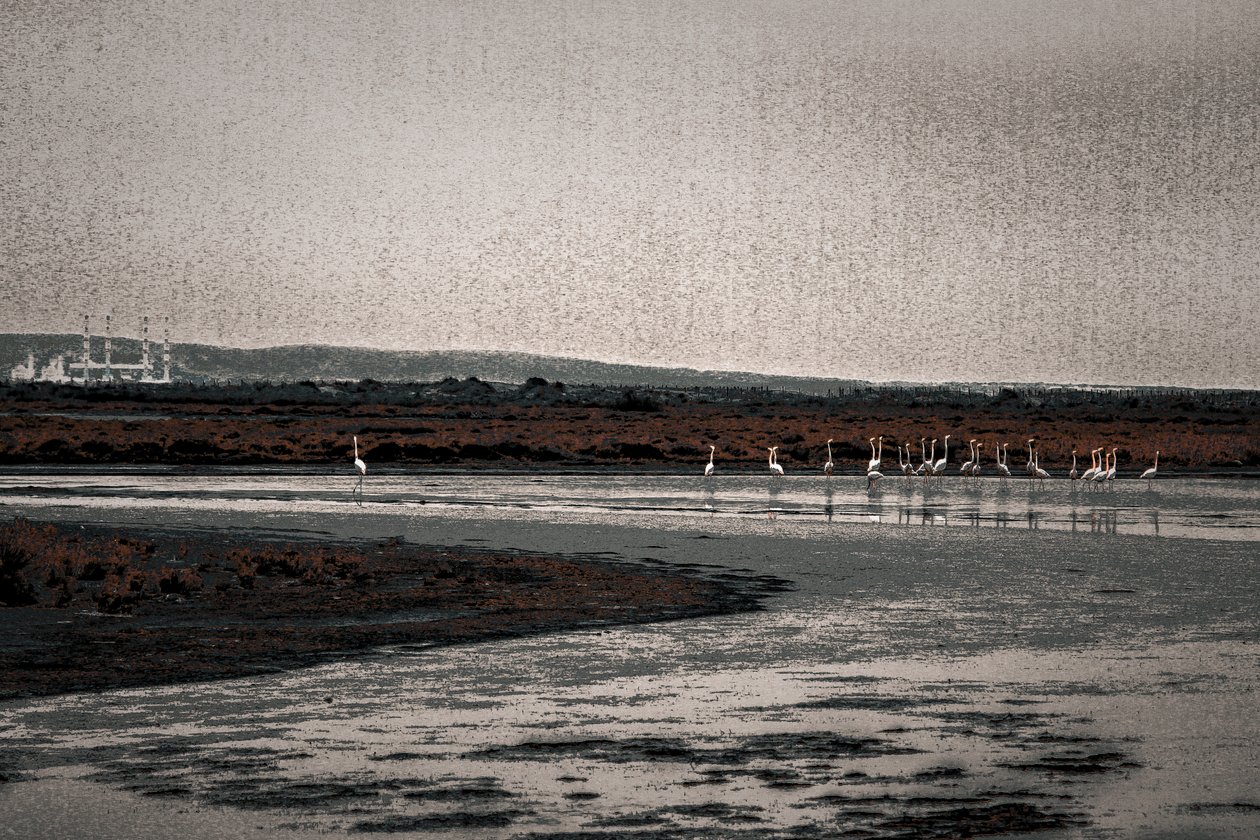 Congregation, from the series Camargue Flamingos by Alice Gur Arie