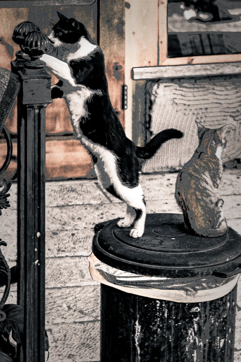 Curiosity, 2017 by Alice Gur Arie