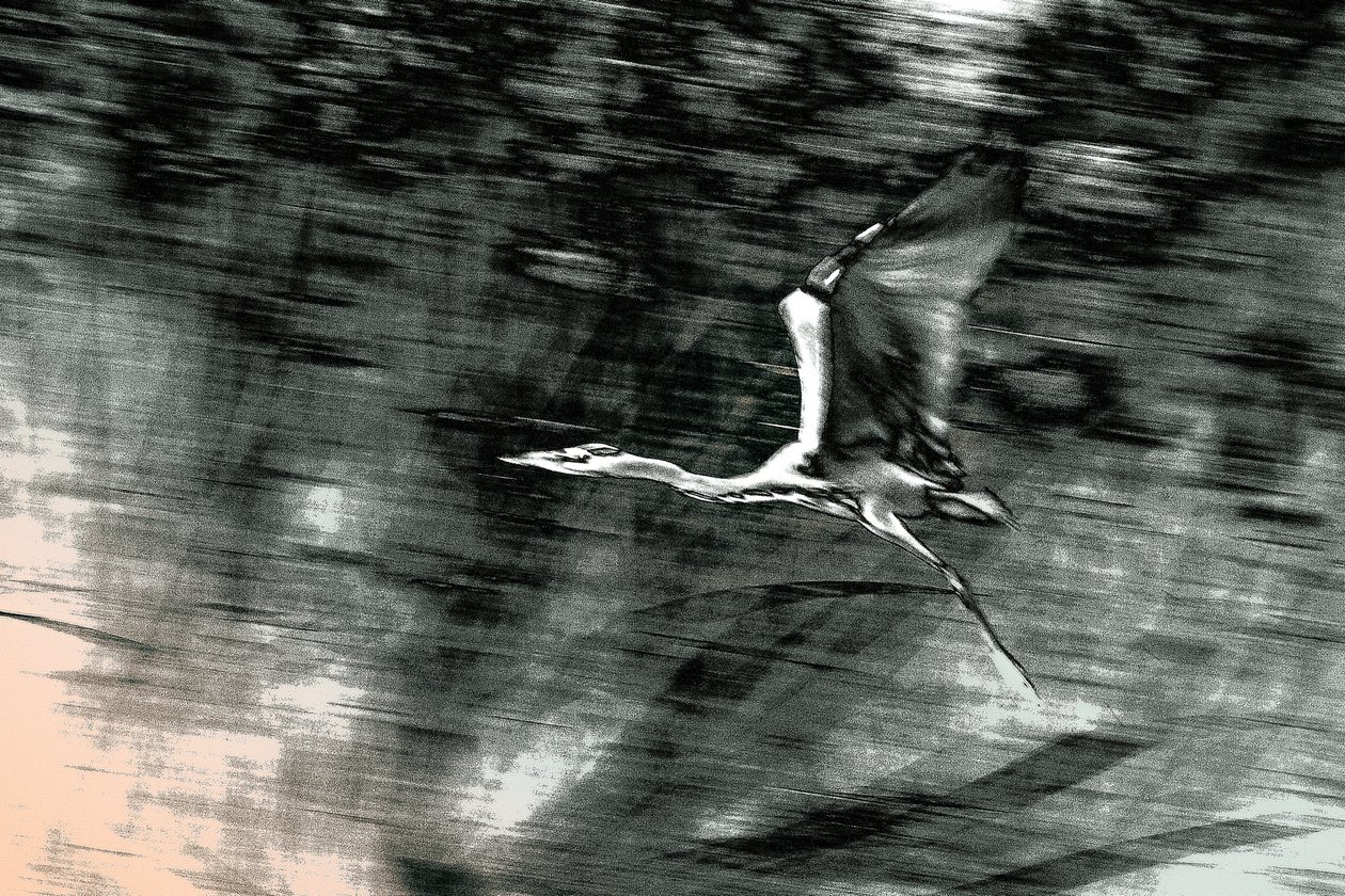Flight from the Holy Land by Alice Gur Arie