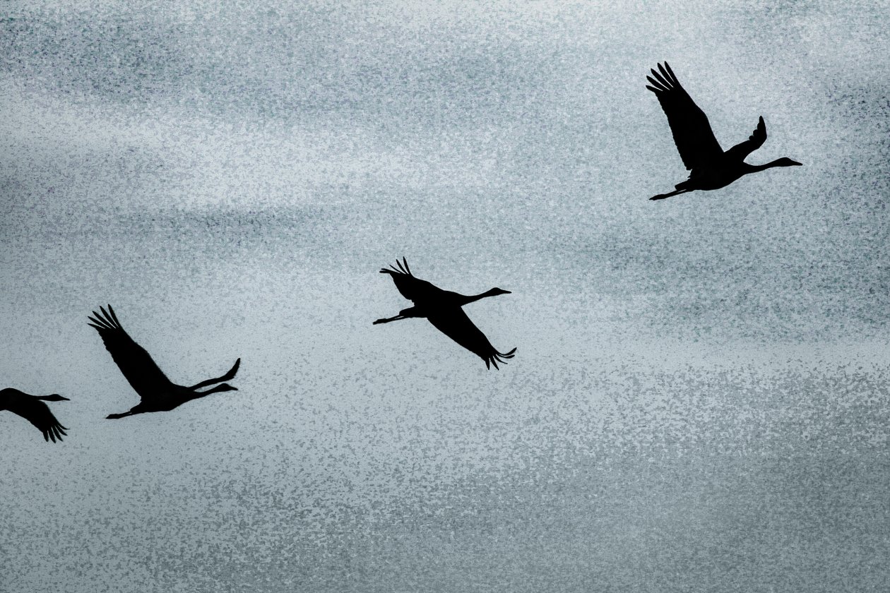 Wing on Wing, from the series Over Hula by Alice Gur Arie