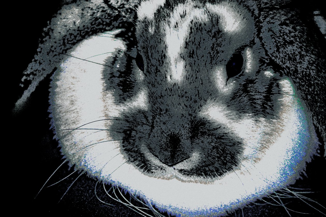 Year of the Rabbit, 2022 by Alice Gur-Arie