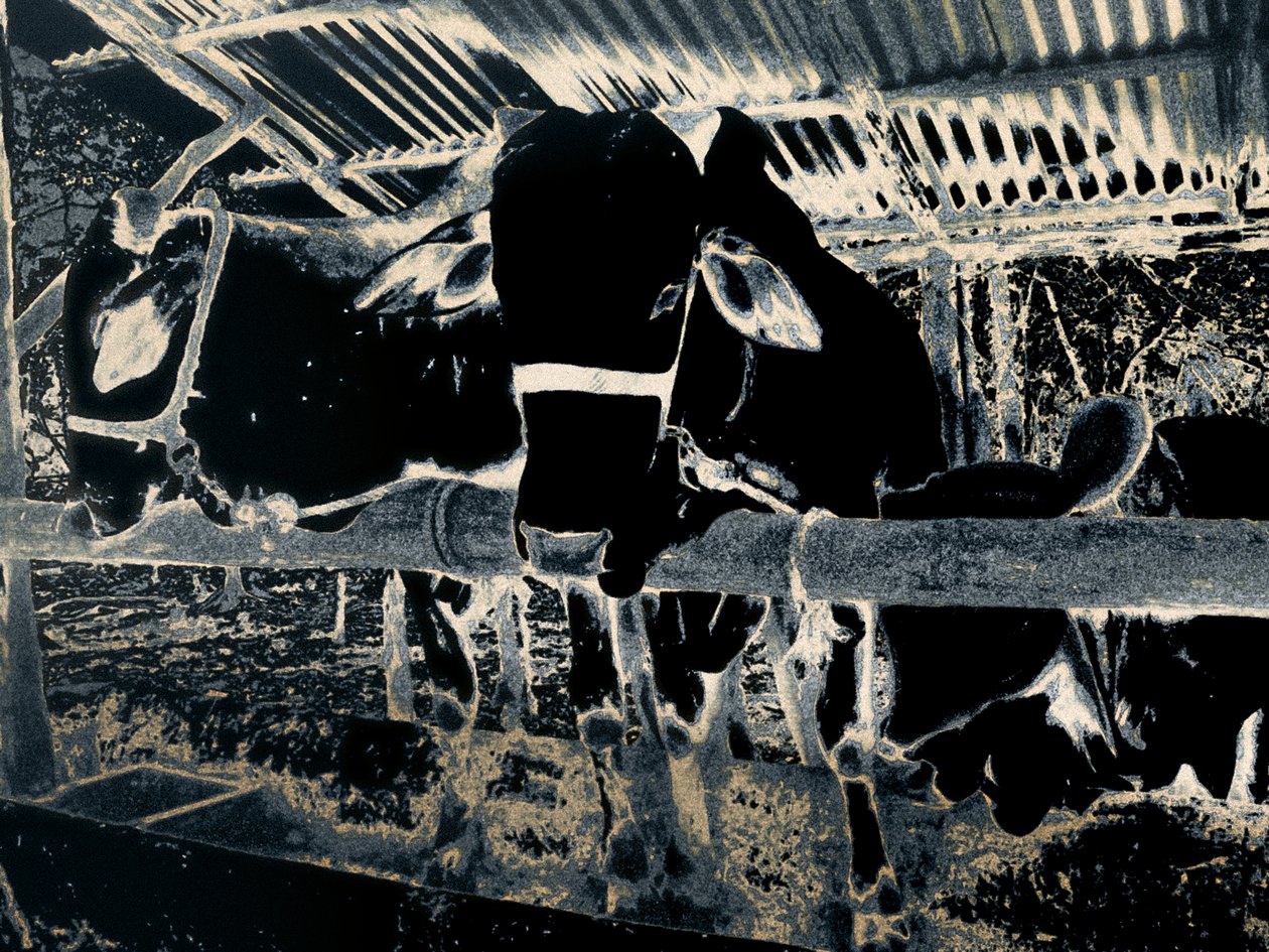 Homestead, 2020 by Alice Gur Arie