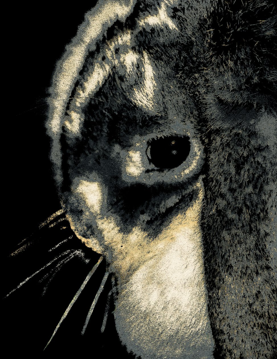 Portrait of a Rabbit, 2022 by Alice Gur Arie