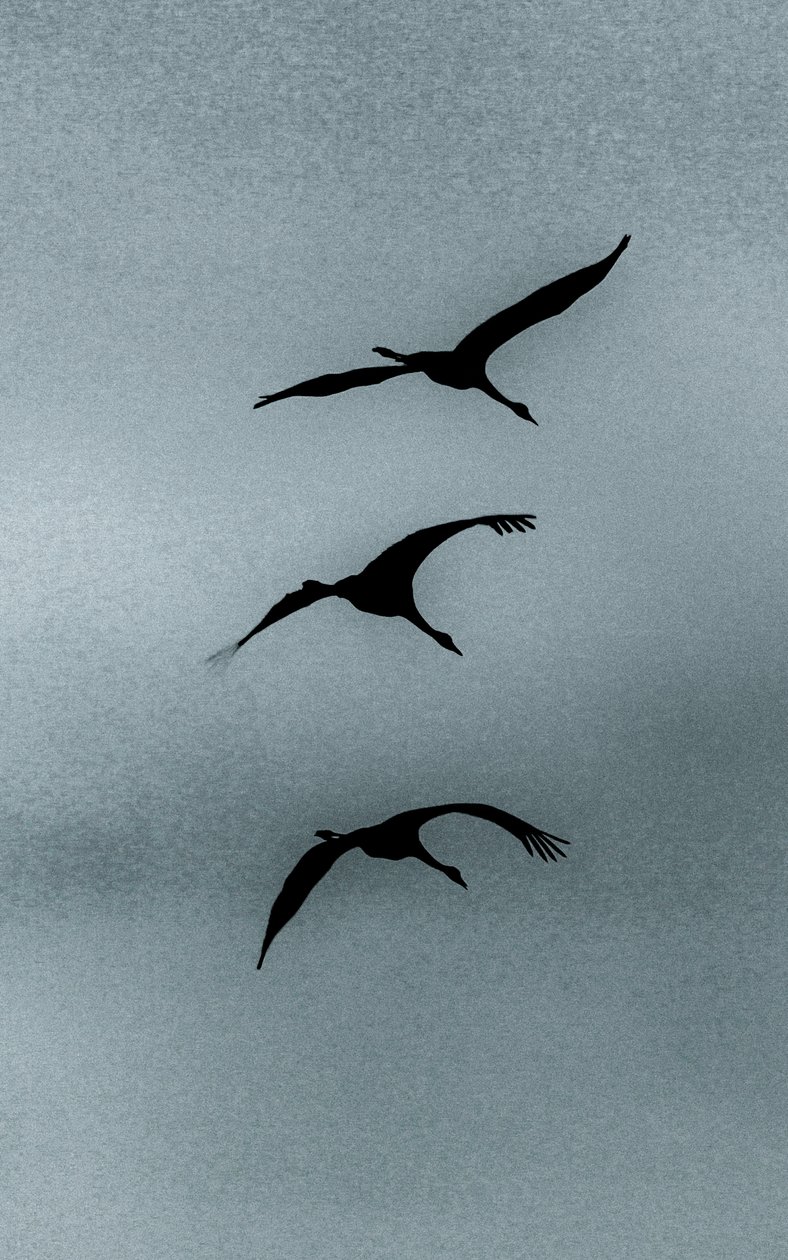 Triad, from the series Over Hula, 2016 by Alice Gur Arie