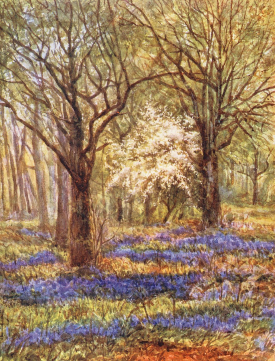New Forest: Bluebells in the Oak Wood, May by Alice Julia Argles