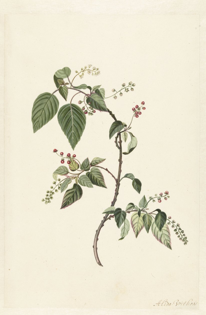 Nandina (Nandina domestica) by Alida Withoos