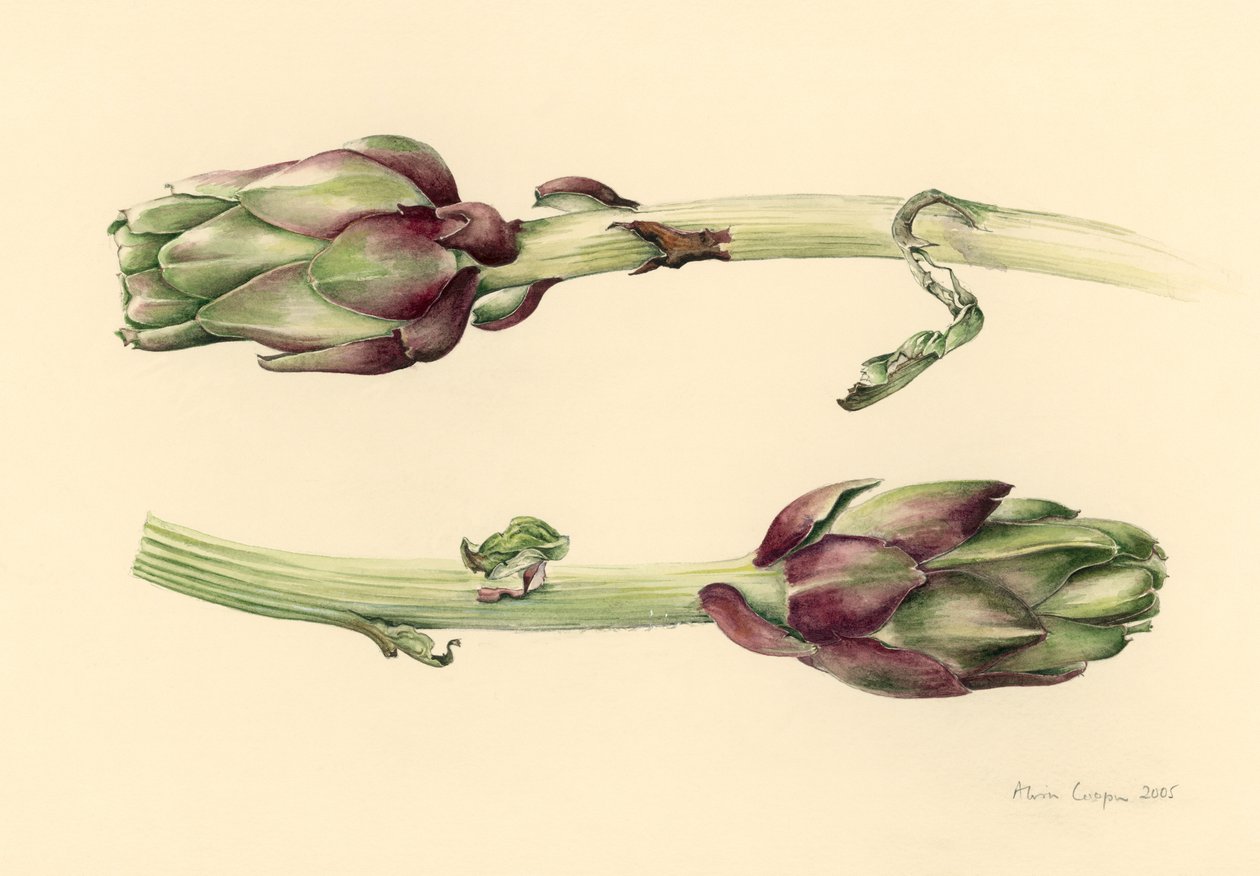 Artichokes, 2005 by Alison Cooper