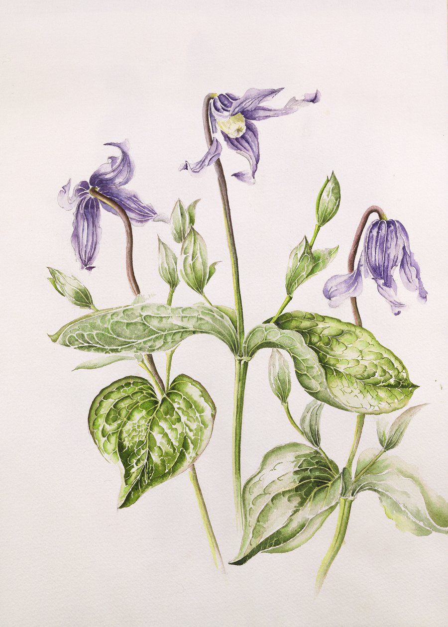 Clematis Integrifolia by Alison Cooper