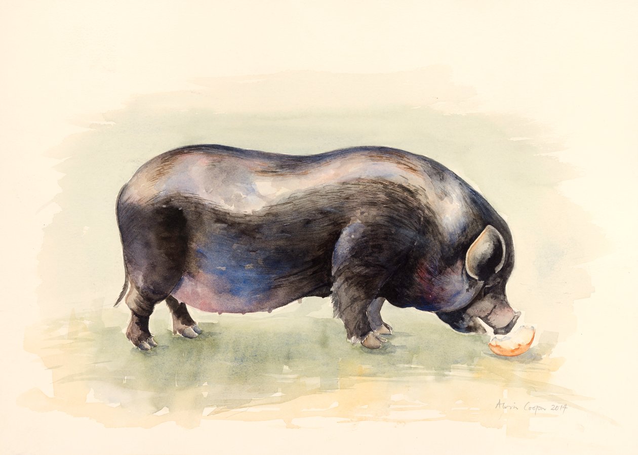 Italian Black Pig, 2014 by Alison Cooper